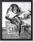 Poster Master Chimpanzee Poster by PosterMaster